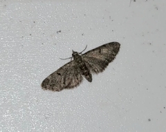 Eupithecia miserulata