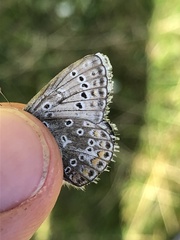 Polyommatus icarus