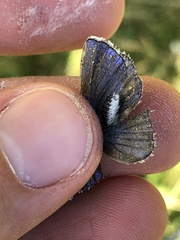 Polyommatus icarus