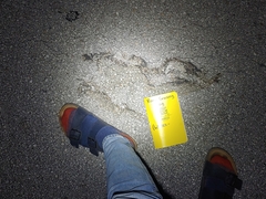 Python bivittatus