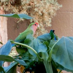 Agapornis roseicollis