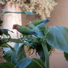 Agapornis roseicollis