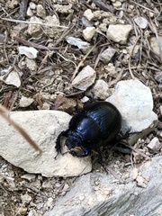Anoplotrupes
