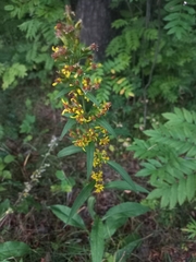 Solidago virgaurea