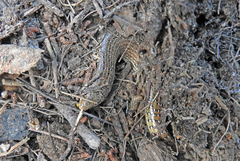 Chalcides ocellatus