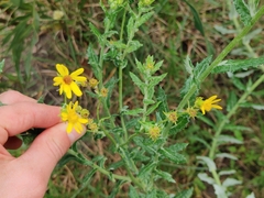 Senecio ilicifolius