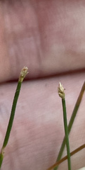 Eleocharis