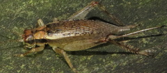 Hapithus saltator