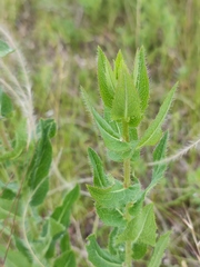 Hieracium virosum