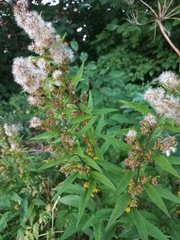 Solidago virgaurea