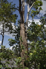 Eucalypteae