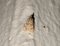 Eudonia heterosalis