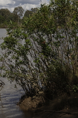 Aegiceras corniculatum