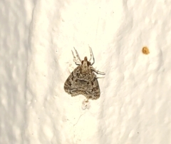Eudonia heterosalis