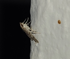 Eudonia heterosalis