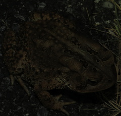 Anaxyrus americanus