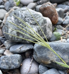 Digitaria sanguinalis