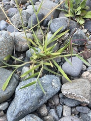 Digitaria sanguinalis