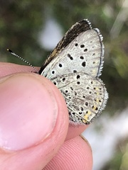 Lycaena tityrus subalpina