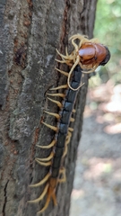 Scolopendra mutilans
