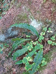 Struthiopteris spicant