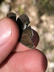 Lycaena tityrus subalpina
