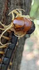 Scolopendra mutilans