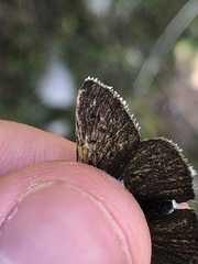 Lycaena tityrus subalpina