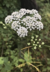 Perideridia gairdneri