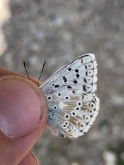 Polyommatus coridon