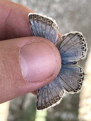 Polyommatus coridon