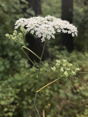 Perideridia gairdneri