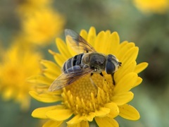 Eristalis stipator