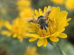 Eristalis stipator