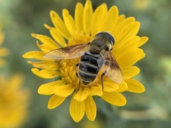 Eristalis stipator