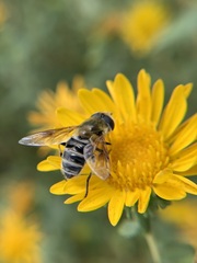 Eristalis stipator