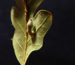 Atrusca clavuloides