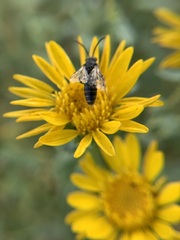 Anthophila