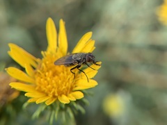 Oestroidea