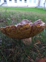 Boletus pinophilus