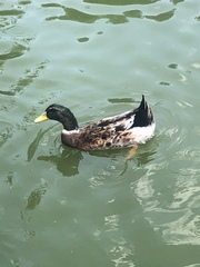 Anas platyrhynchos domesticus