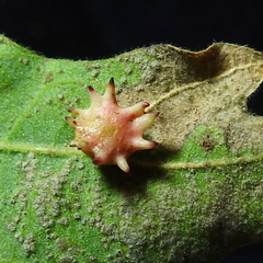 Cynipoidea