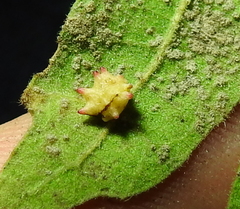 Cynipoidea