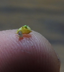 Cynipoidea