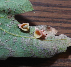 Cynipoidea