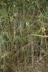 Bambusoideae