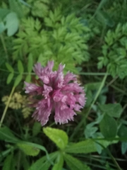 Trifolium pratense