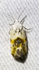 Acontia cretata