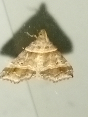 Phalaenophana pyramusalis