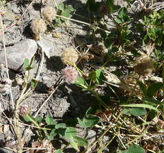 Trifolium fragiferum